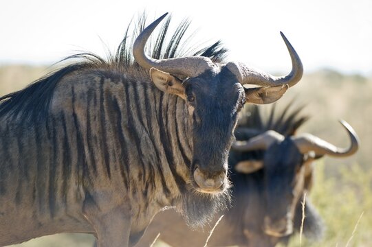 Blue Wildebeest (Connochaetes taurinus), Daan Viljoen Game Reserve, Namibia, Africa