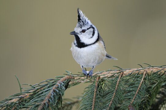 Crested Tit (Parus cristatus) perched on a branch of a fir tree