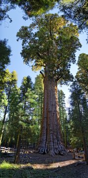 Giant sequoia General Sherman (Sequoiadendron giganteum) in the Giant Forest, Sequoia National Park, California, United States