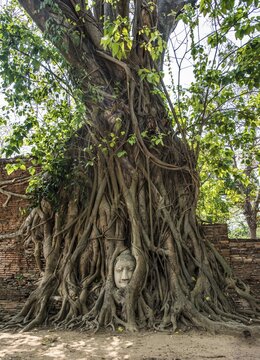 Buddha head statue in bodhi tree (Ficus religiosa) roots, Wat Mahathat, Ayutthaya, Thailand
