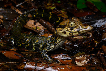 Herpetofauna