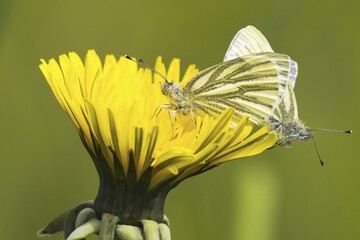 Green-veined whites (Pieris napi), rape white butterfly, mating on dandelion flower, Hesse, Germany