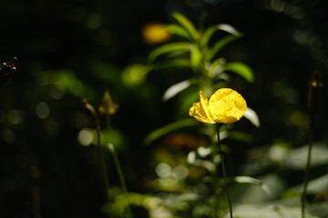 Obraz premium Paris, France