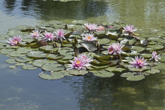 Water lilies (Nymphaea), Luisenpark Mannheim, Rhineland-Palatinate, Germany