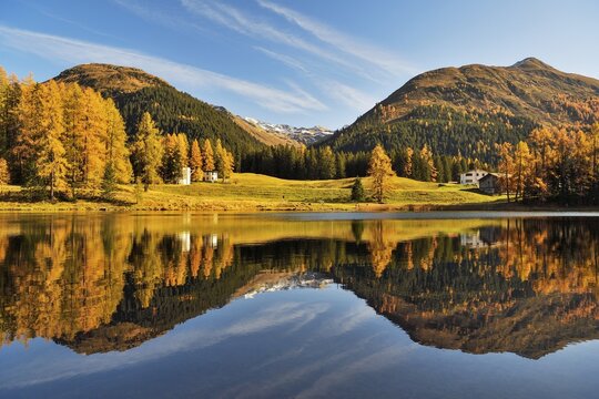 Autumnally discoloured larch forest reflected in Schwarzsee, Laret, Davos, Canton Graub&uuml;nden, Switzerland