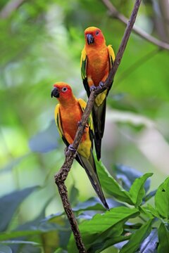 Sun conure (Aratinga solstitialis), adult couple on branch, captive, occurrence South America