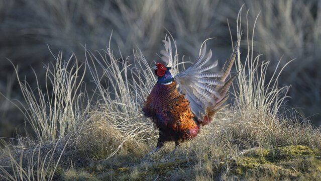 Common Pheasant (Phasianus colchicus), cock displaying in marram grass, Dunes of Texel National Park, Texel, West Frisian Islands, Province of North Holland, Netherlands