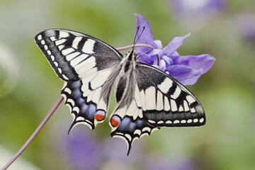 Old World Swallowtail (Papilio machaon) butterfly, view from above with spread wings, North Hesse, Hesse, Germany