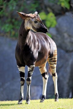 Okapi (Okapia johnstoni), adult, captive, Miami, Florida, USA