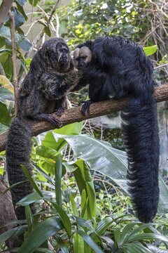 White-faced saki (Pithecia pithecia) or pale-headed persimmon, sitting on branch, left female, right male, captive, Zoologischer Stadtgarten, Karlsruhe, Baden-W&uuml;rttemberg, Germany