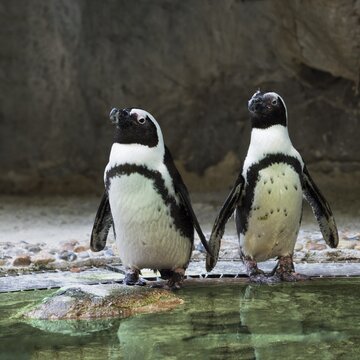 Pair of African Penguins or Jackass Penguins (Spheniscus demersus), captive