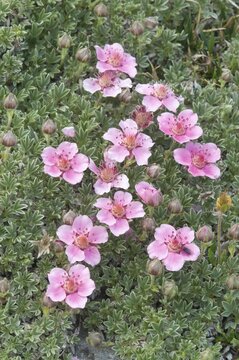 Dolomite Cinquefoil (Potentilla nitida)