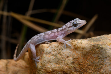 Herpetofauna