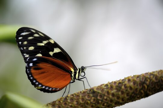 Tiger Heliconian or Ismenius Tiger (Heliconius ismenius) on a flower stalk