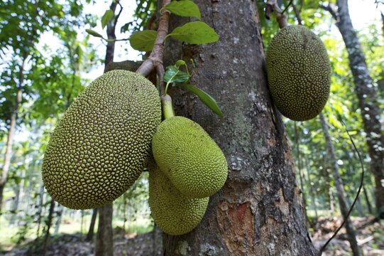 Jackfruit or Jack Tree (Artocarpus heterophyllus), fruit growing on the tree, Peermade, Kerala, India