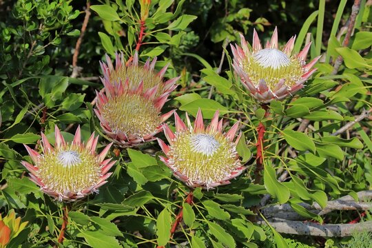 King Protea (Protea cynaroides), flower, flowering, bloom, Harold Porter National Botanical Garden, Betty's Bay, South Africa
