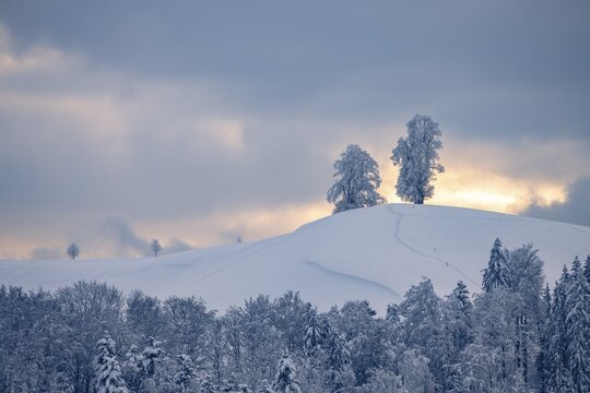 Winter landscape at Hirzel, drumlin landscape, trees on hill, Canton Zurich, Switzerland