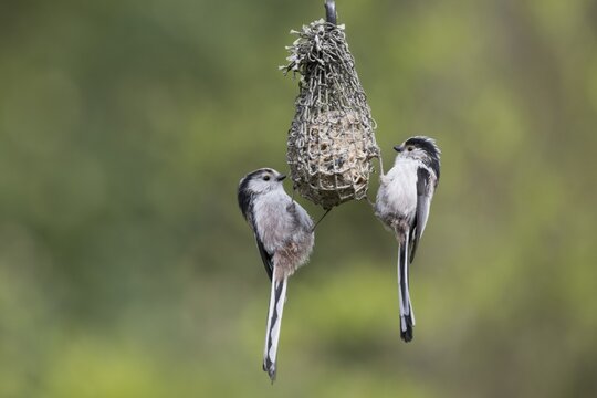 Long-tailed tits (Aegithalos caudatus) at the tit dumpling, Emsland, Lower Saxony, Germany