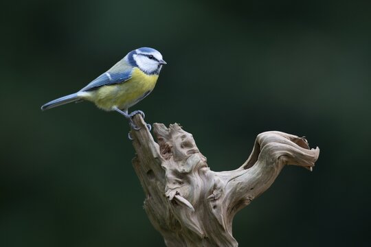 Blue Tit (Cyanistes caeruleus, syn Parus caeruleus), Emsland, Lower Saxony, Germany