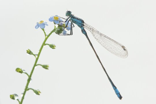 Azure damselfly (Coenagrion puella) on water forget-me-not (Myosotis scorpioides), white background, Emsland, Lower Saxony, Germany