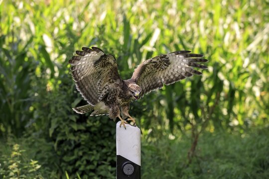 Common buzzard (Buteo buteo), adult on lookout, sitting on street post, Kasselburg, Eifel, Germany
