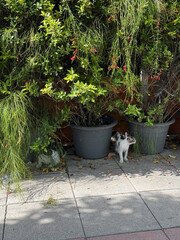 Black and white cat lying on the concrete floor, with bright pink nose and golden eyes, looking...