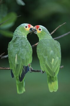 Red-lored Amazons, Honduras / (Amazona autumnalis autumnalis)