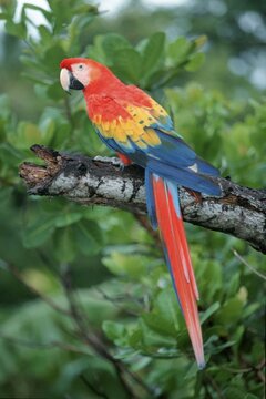 Scarlet Macaw, Honduras / (Ara macao)