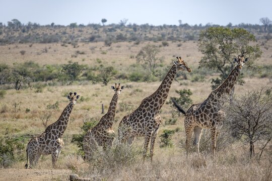 Four southern giraffes (Giraffa giraffa giraffa), standing in a row, African savannah, Kruger National Park, South Africa