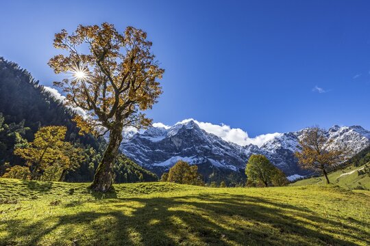 Maple tree in front of snow-covered mountains, sunbeams, backlight, autumn colours, sunny, Engalm, Gro&szlig;er Ahornboden, Karwendel Mountains, Tyrol, Austria