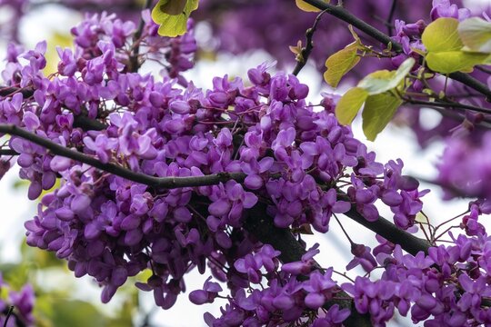 Blossoms of the Judas tree (Cercis siliquastrum), flowering, Baden-W&uuml;rttemberg, Germany
