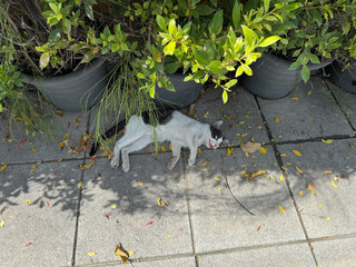 Black and white cat lying on the concrete floor, with bright pink nose and golden eyes, looking...