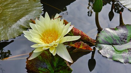 노란 수련 Yellow Water Lily