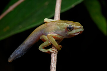 Herpetofauna