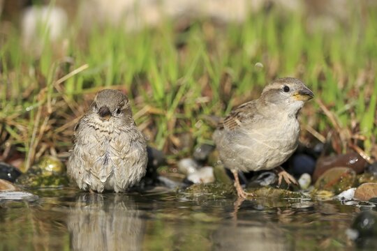 House sparrow (Passer domesticus), adult, female, two, bathing, in water, garden pond, Rhineland-Palatinate, Germany