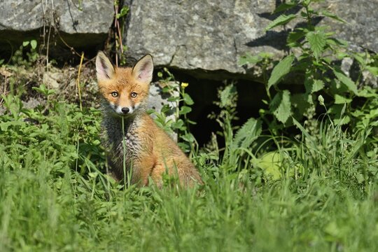 Young red fox (Vulpes vulpes), sitting in front of its hell, captive, Switzerland