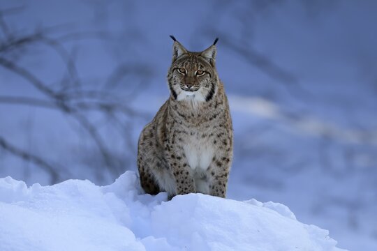Carpathian lynx (Lynx lynx carpathicus), adult, in winter, in snow, alert, Bavarian Forest, Bavaria, Germany