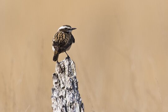 Whinchat (Saxicola rubetra) on weathered wood, Emsland, Lower Saxony, Germany