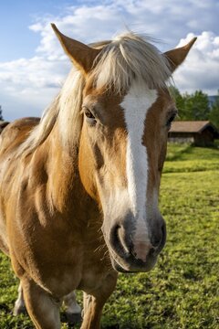 Haflinger horse (Equus ferus caballus) in a pasture, portrait, Neuhaus, Bavaria, Germany