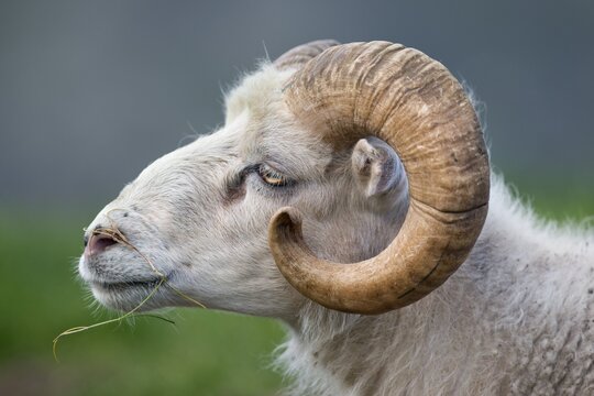 Ram, Mykines, Faroe Islands, Denmark
