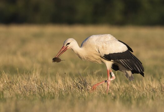 White Stork (Ciconia ciconia) with captured Vole (Microtus arvalis), Hesse, Germany