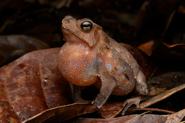Herpetofauna