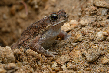 Herpetofauna