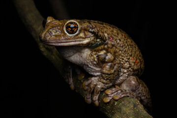 Herpetofauna