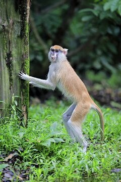 Patas Monkey (Erythrocebus patas patas), adult, standing upright, Africa