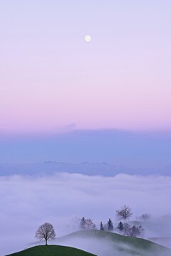 Linden tree (Tilia), in drumlin landscape in the fog, in the light of the blue hour and full moon, Hirzel, Canton Zurich, Switzerland