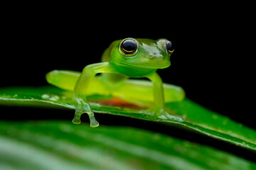 Herpetofauna