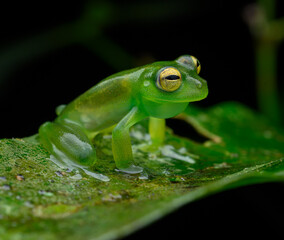 Herpetofauna