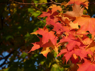 太陽光に輝くカエデ