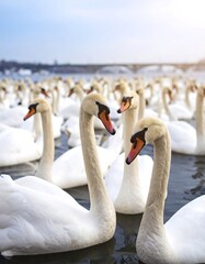 Obraz premium White swans in a flock